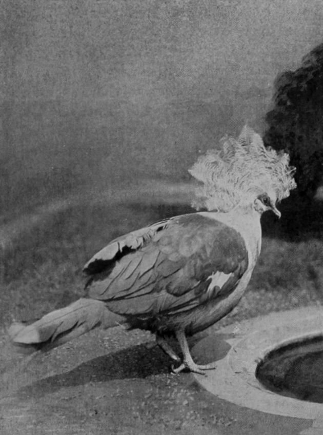 NEW GUINEA CROWNED PIGEON.