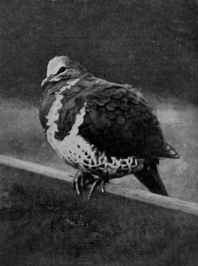 WONGA-WONGA PIGEON.
