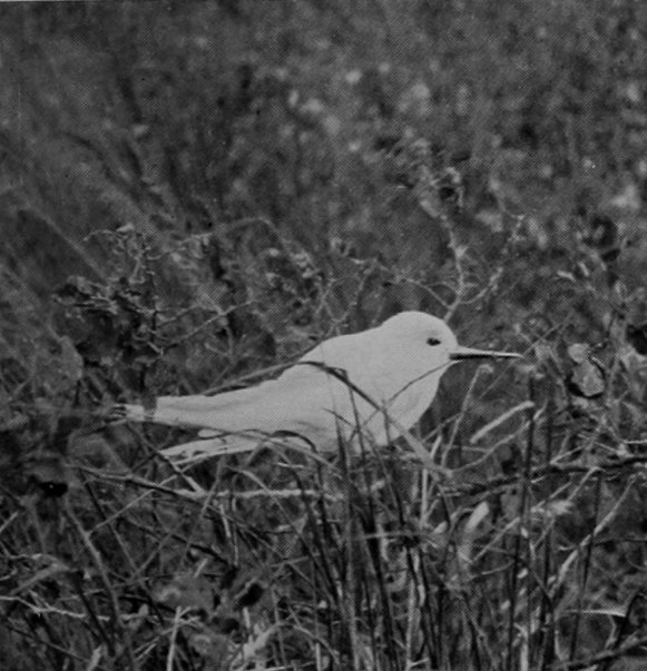 WHITE TERN.