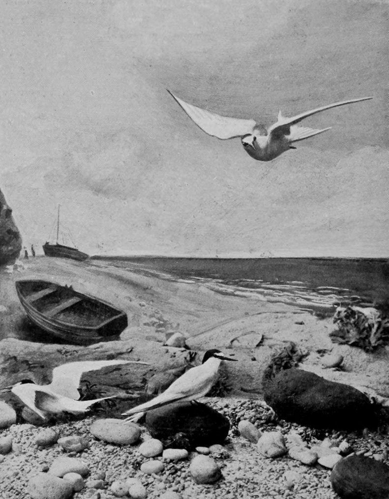 TERNS ON A SHINGLE BANK.