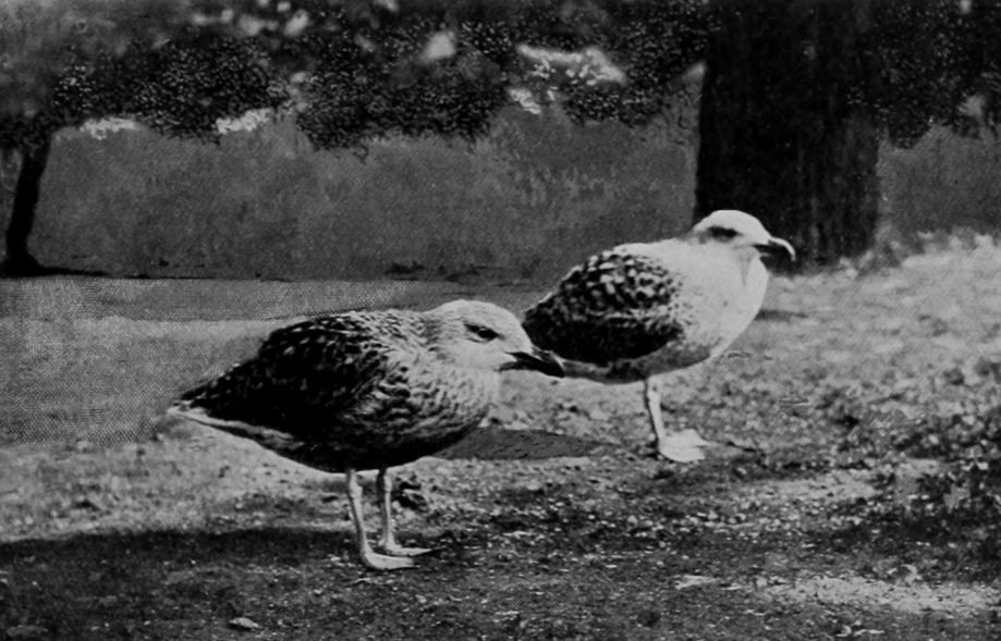 YOUNG HERRING-GULLS IN THE GREY PHASE OF     PLUMAGE.