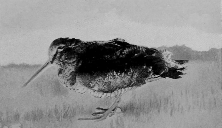WOODCOCK.