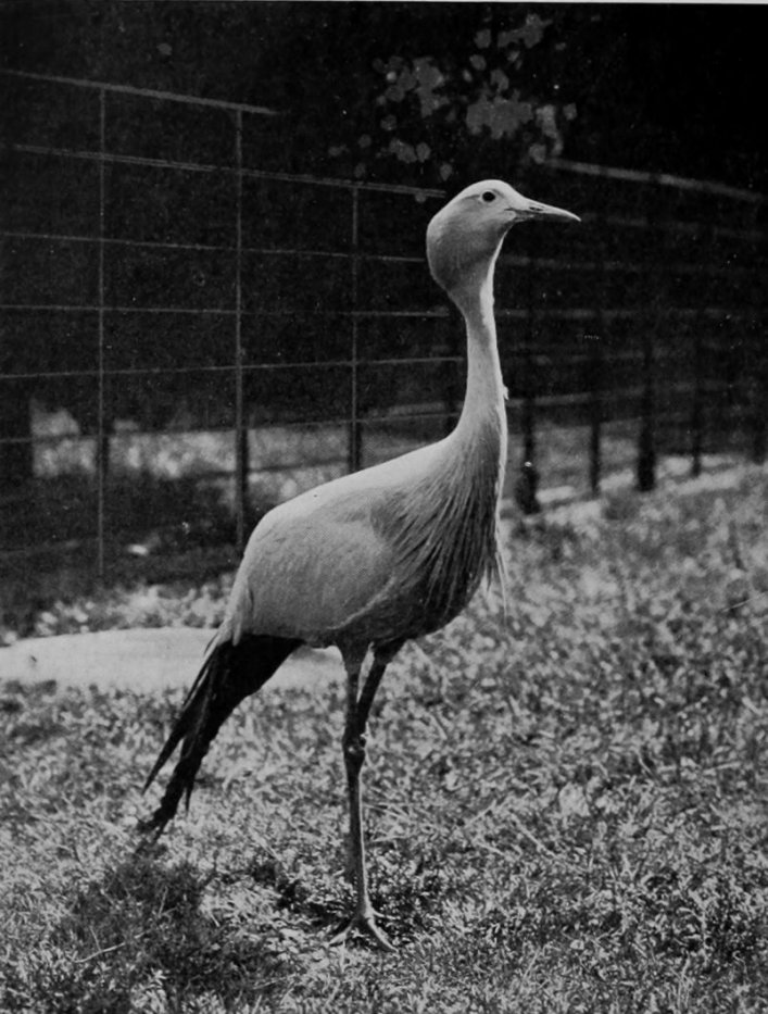 STANLEY CRANE.