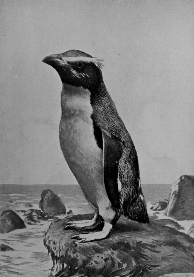 ROCK-HOPPER PENGUIN.