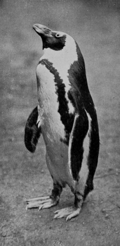 BLACK-FOOTED PENGUIN.