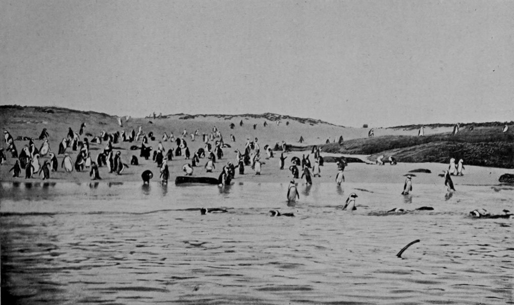 BLACK-FOOTED PENGUINS BATHING.
