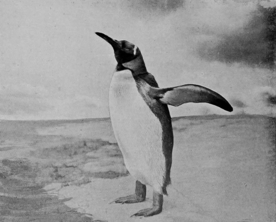 KING-PENGUIN.