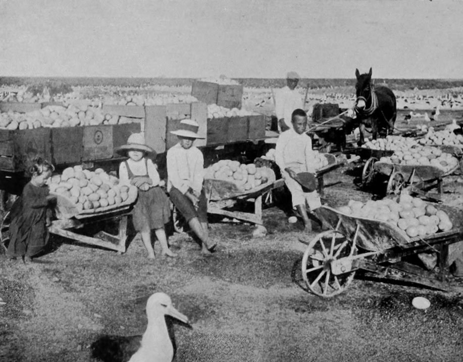 CARTING ALBATROSS EGGS ON THE ISLAND OF     LAYSAN.