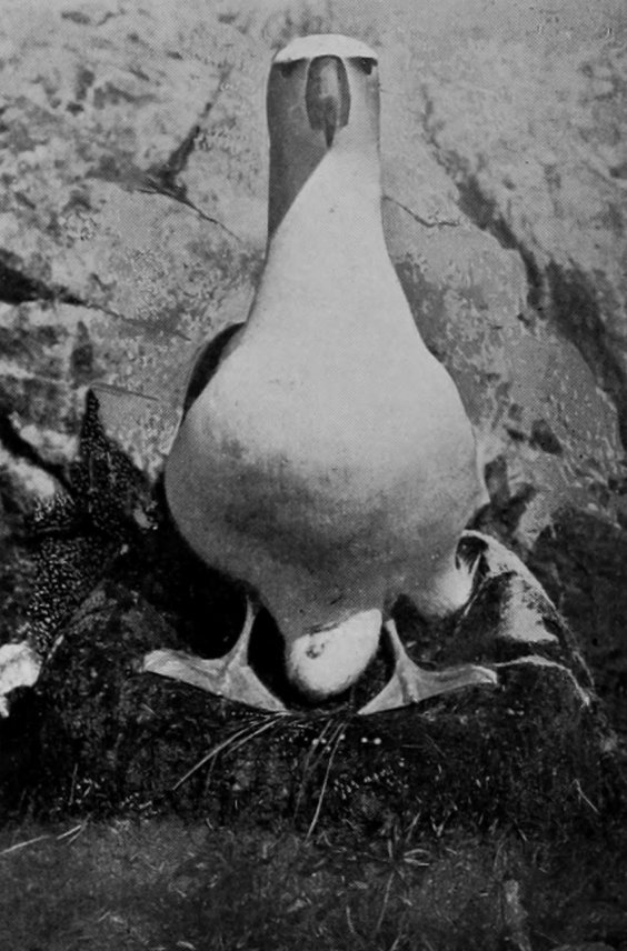 WHITE-CAPPED ALBATROSS ON EGG.