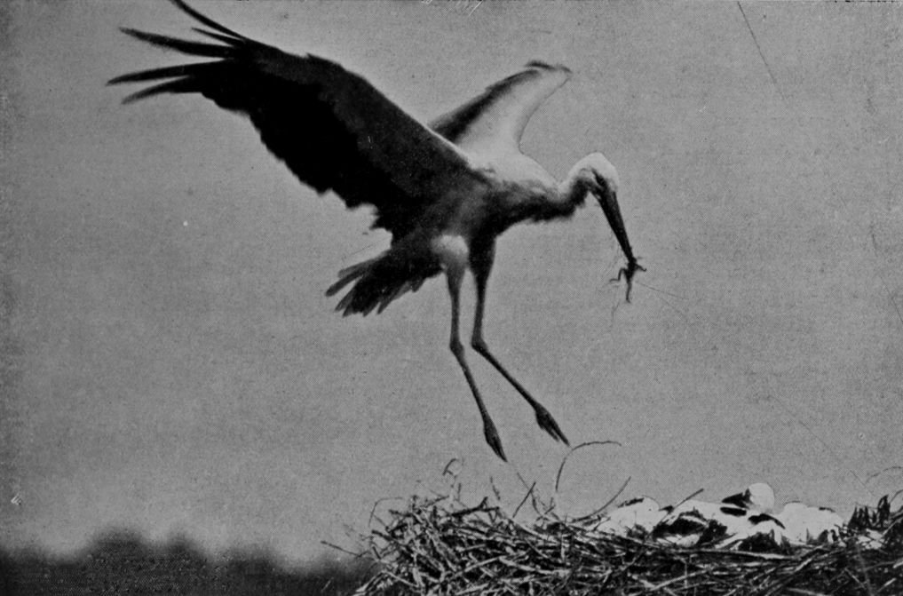 WHITE STORK.