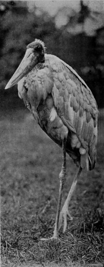 JABIRU STORK.