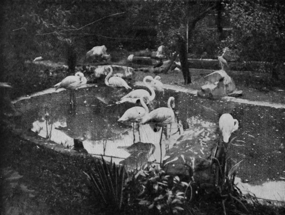 FLAMINGOES.