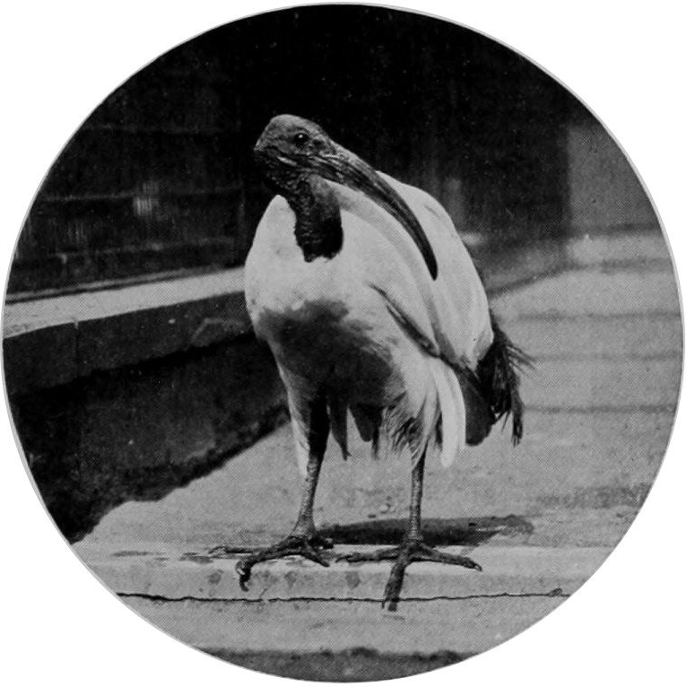 SACRED IBIS.