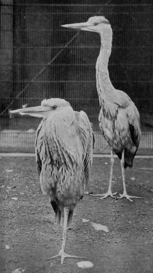 YOUNG COMMON HERONS.