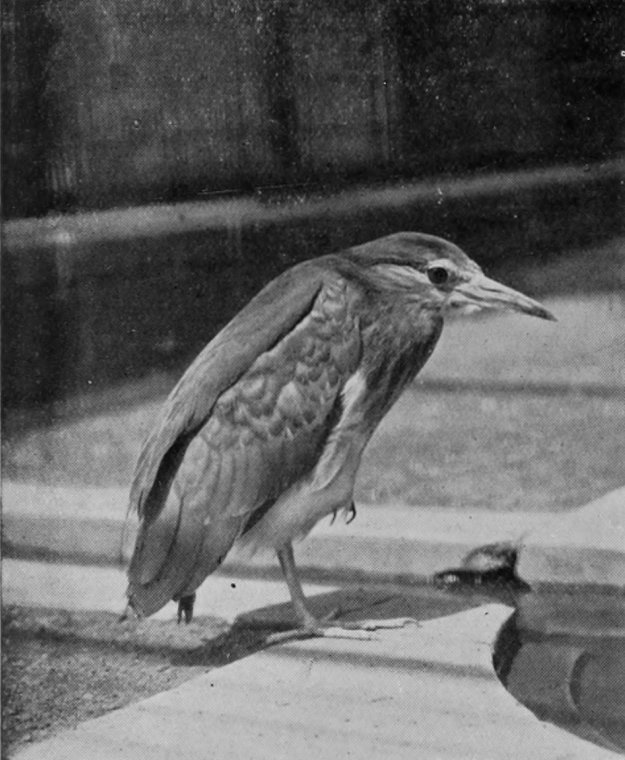 COMMON NIGHT-HERON.