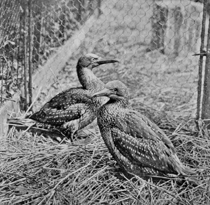 YOUNG GANNETS, FIRST YEAR.