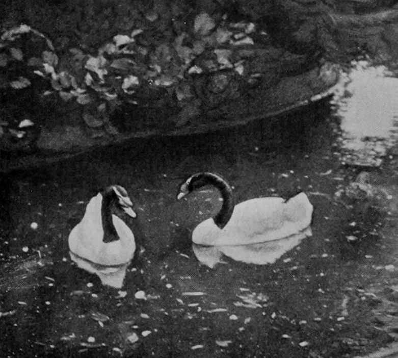 BLACK-NECKED SWAN.