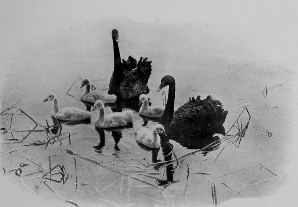 AUSTRALIAN BLACK SWANS AND CYGNETS.