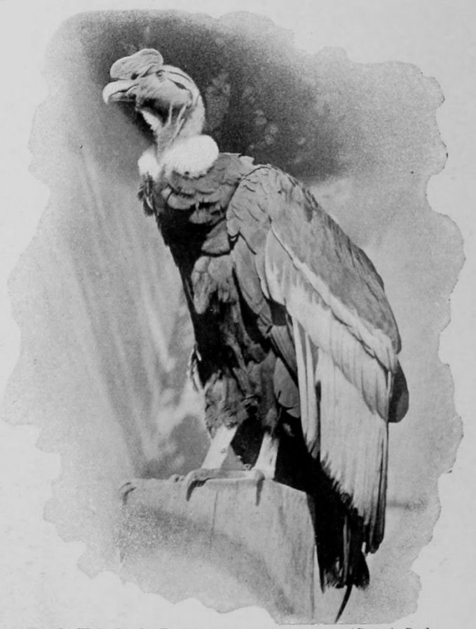 CONDOR.