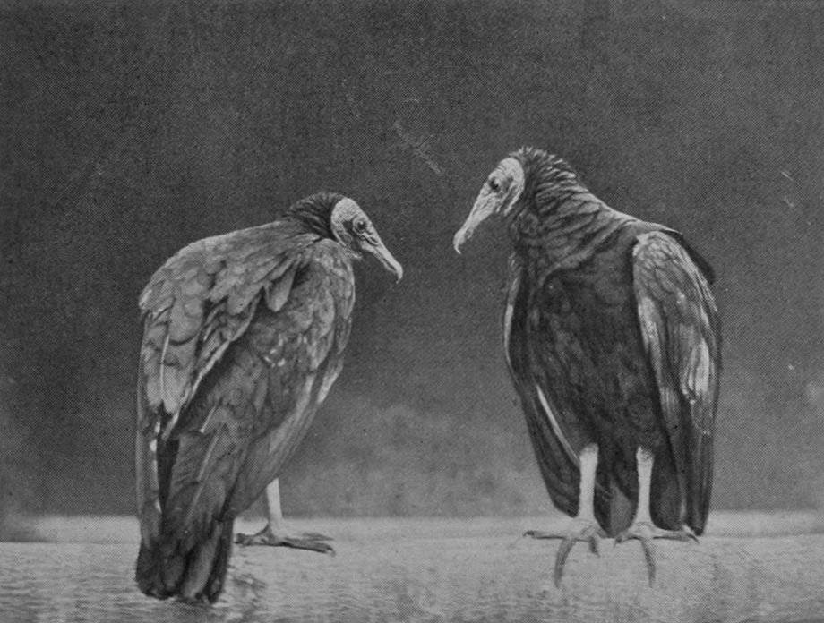 BLACK VULTURES.