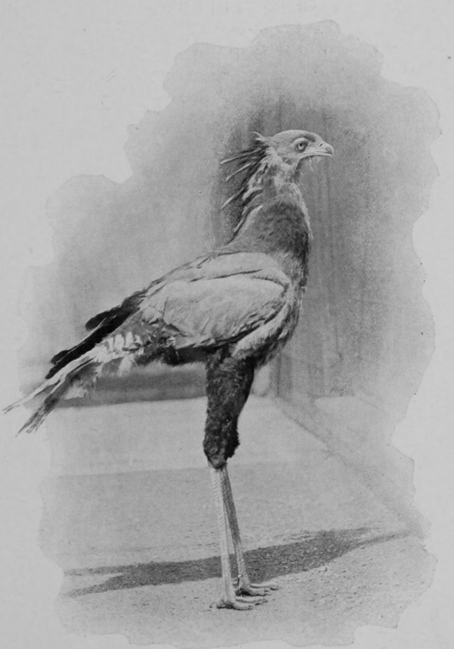 SECRETARY-BIRD.
