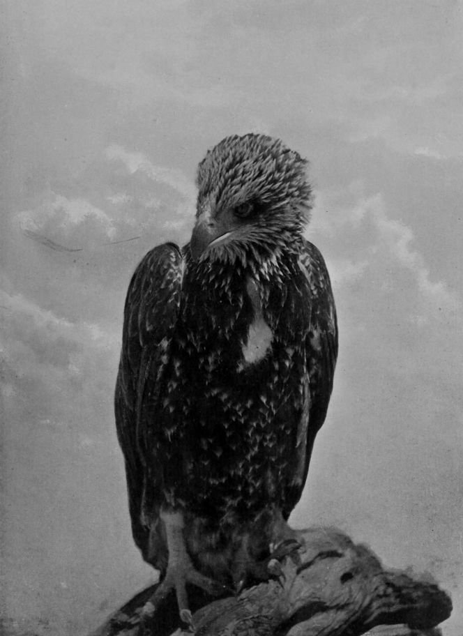 AUSTRALIAN OSPREY.