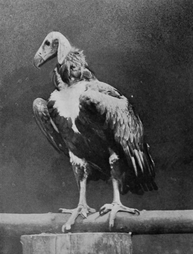PONDICHERRY VULTURE.