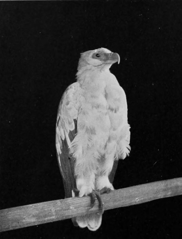 ANGOLAN VULTURE.