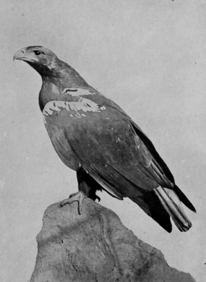 IMPERIAL EAGLE.