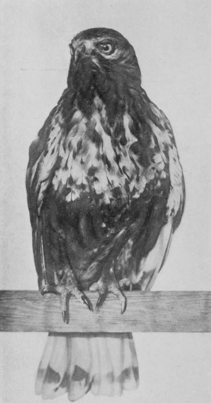 ROUGH-LEGGED BUZZARD.