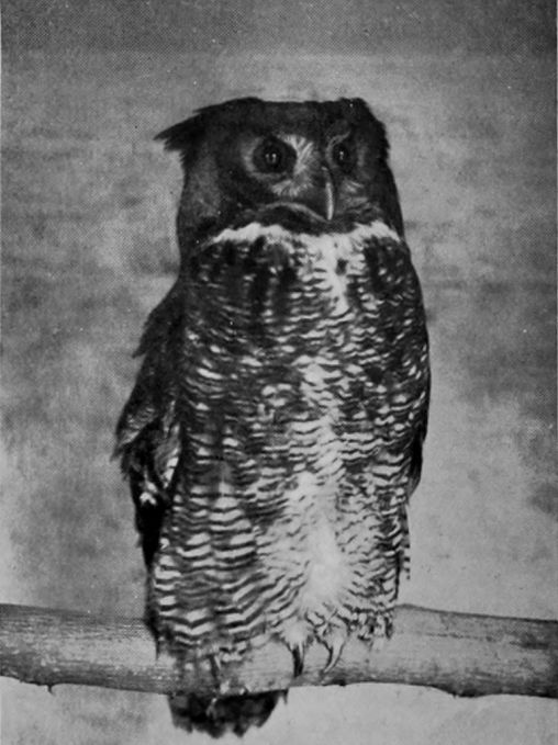 VIRGINIAN EAGLE-OWL.
