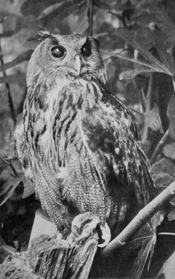 EAGLE-OWL.