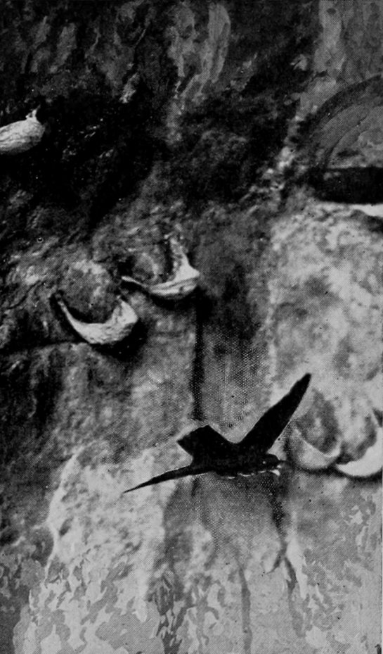 EDIBLE SWIFT.