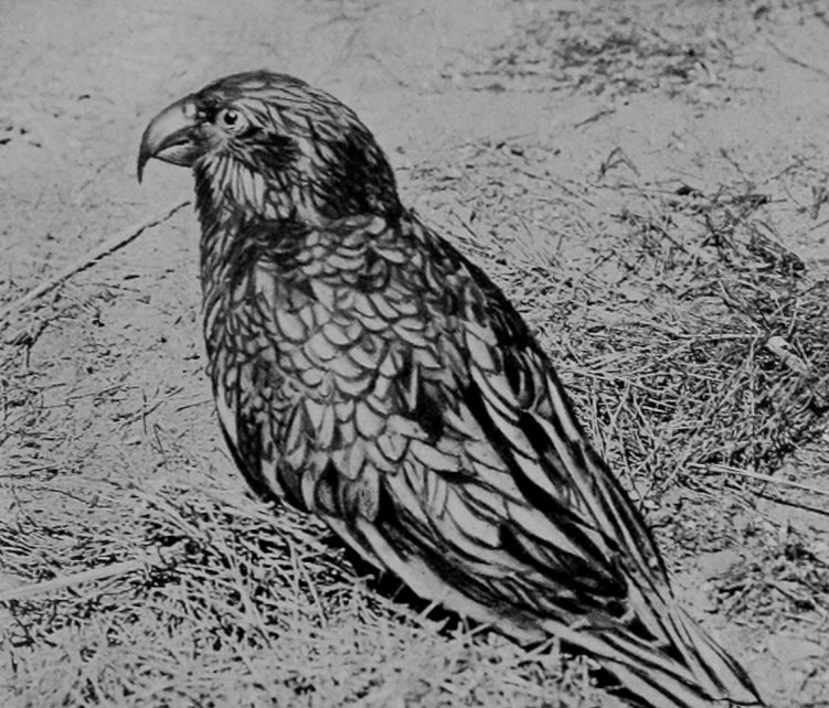 NEW ZEALAND KAKA.
