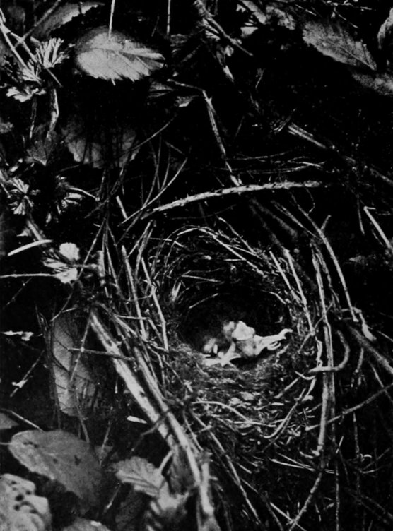CUCKOO ONE DAY OLD IN HEDGE-SPARROW'S     NEST.