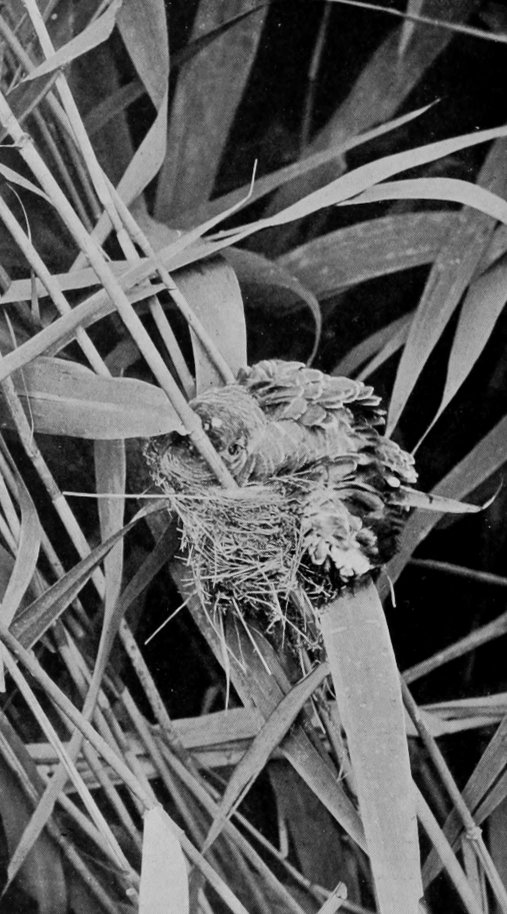 YOUNG CUCKOO IN REED-WARBLER'S NEST.