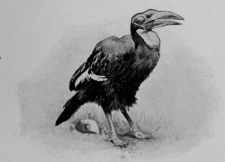 GROUND-HORNBILL.