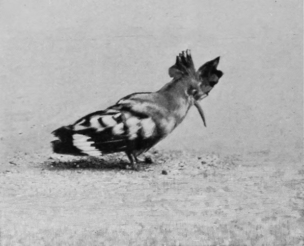 HOOPOE.