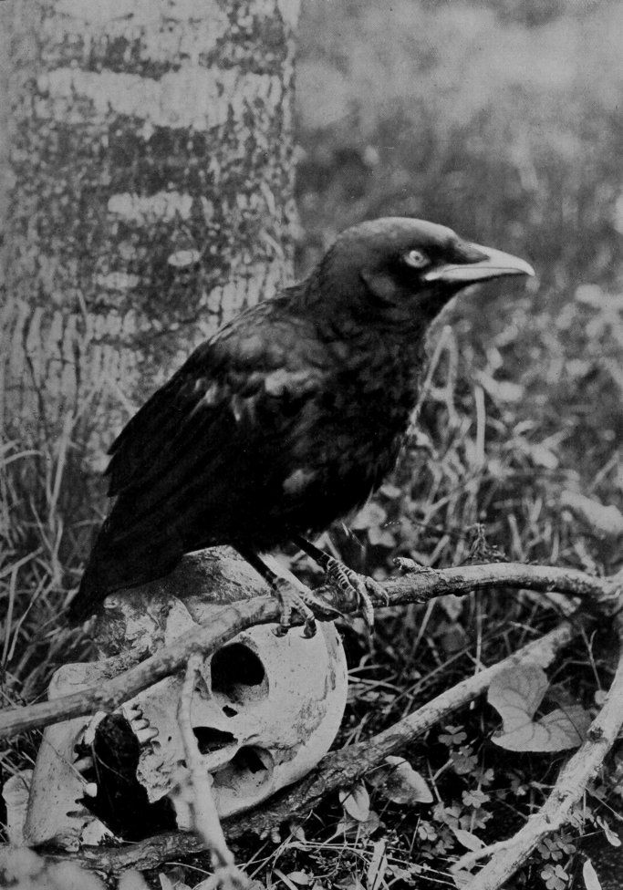 AMERICAN CROW.