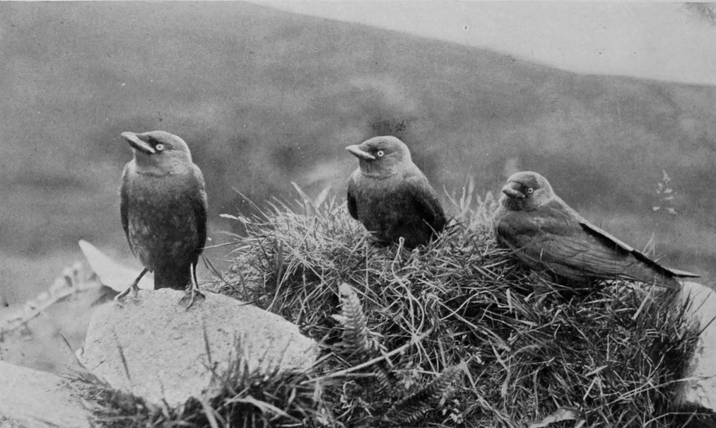 JACKDAWS.
