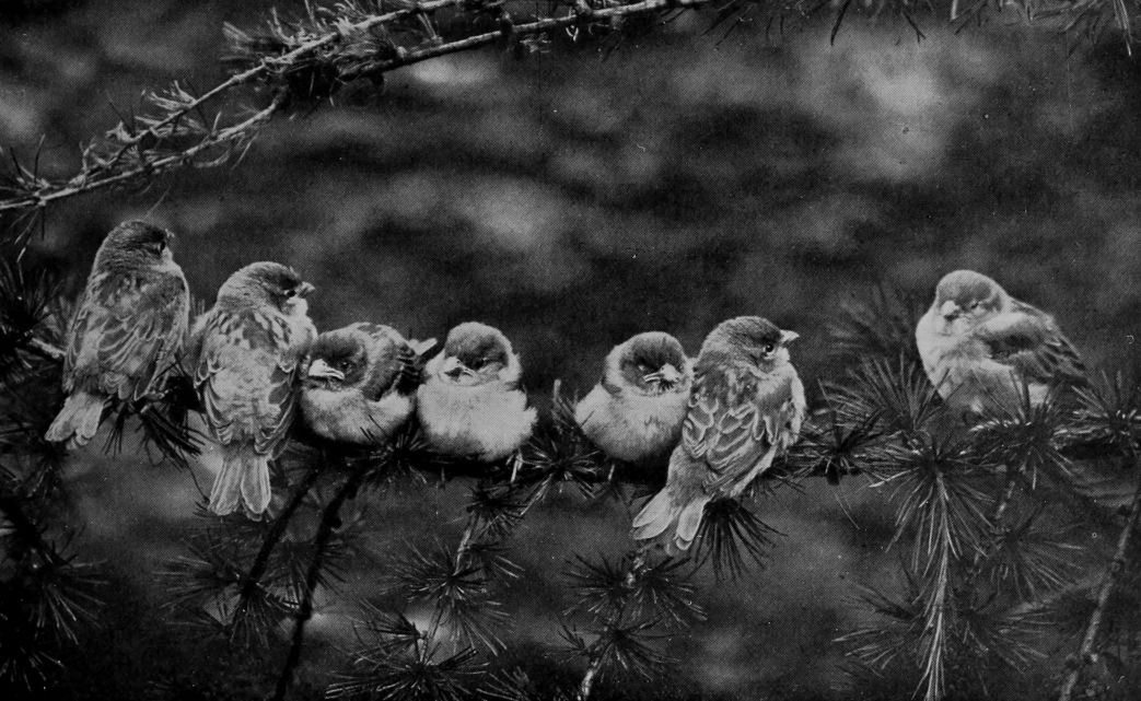 HOUSE-SPARROWS.