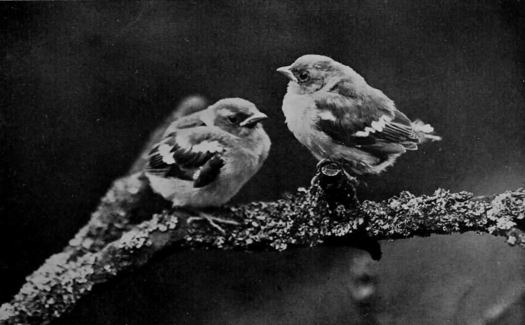 YOUNG CHAFFINCHES.
