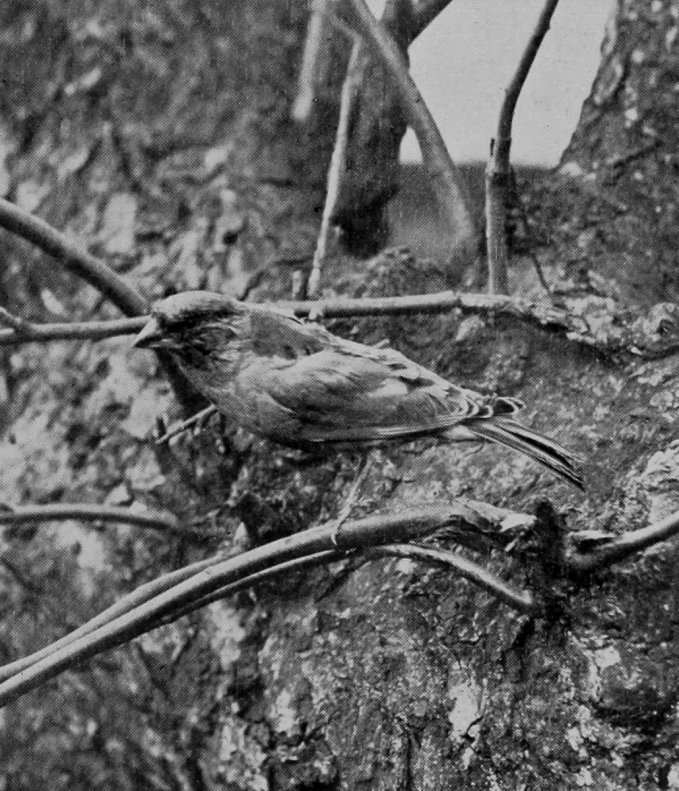 GREENFINCH.