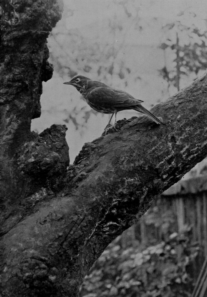 SONG-THRUSH.