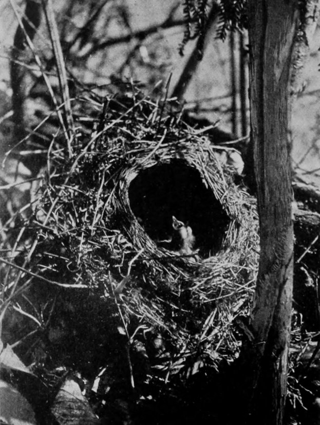 YOUNG THRUSH.