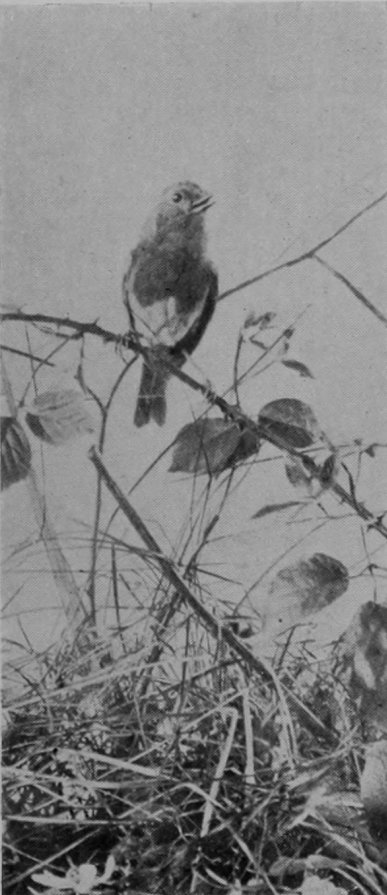 ROBIN.