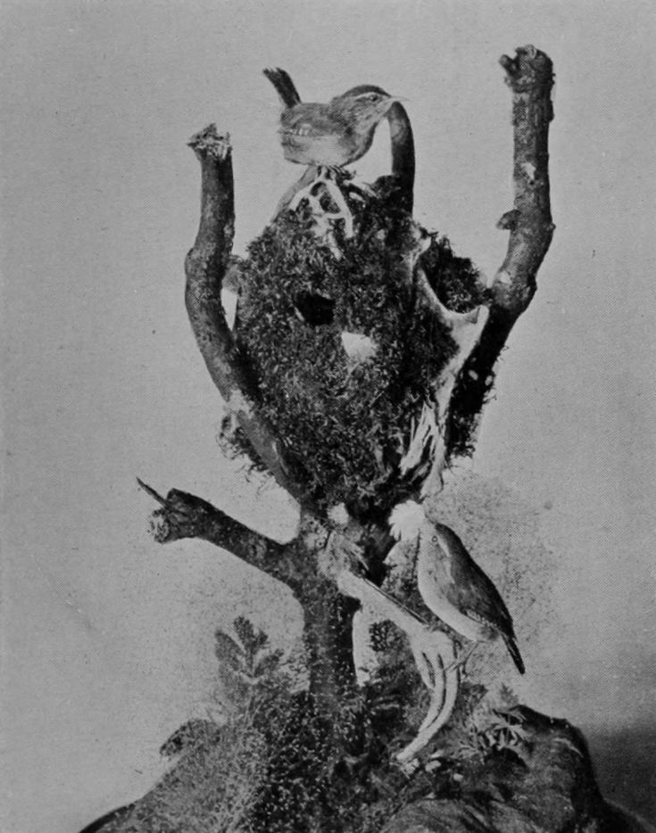 COMMON WRENS, WITH NEST BUILT IN     PHEASANT'S SKELETON.