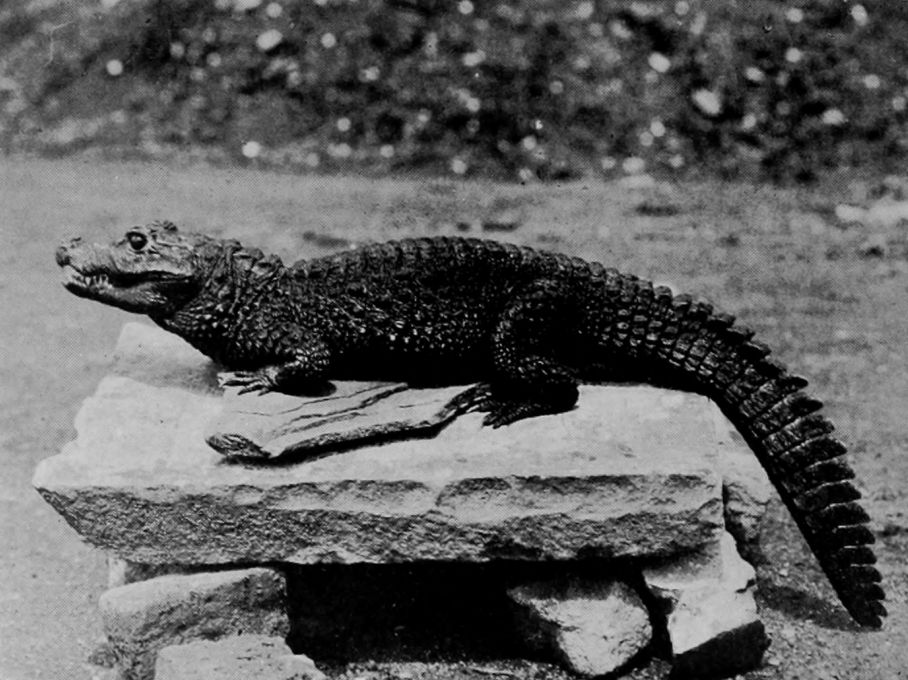 YOUNG BROAD-SNOUTED CROCODILE.