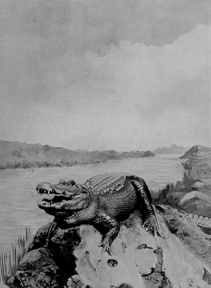 CROCODILE, WELL ILLUSTRATING THE     CHARACTER OF THE DENTITION.