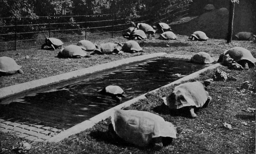 ELEPHANT-TORTOISES FROM THE GALAPAGOS     ISLANDS.